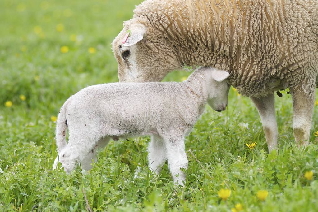提高母羊受胎率