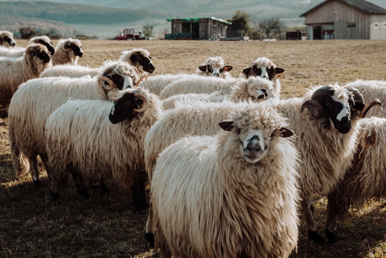 无公害肉羊生产技术