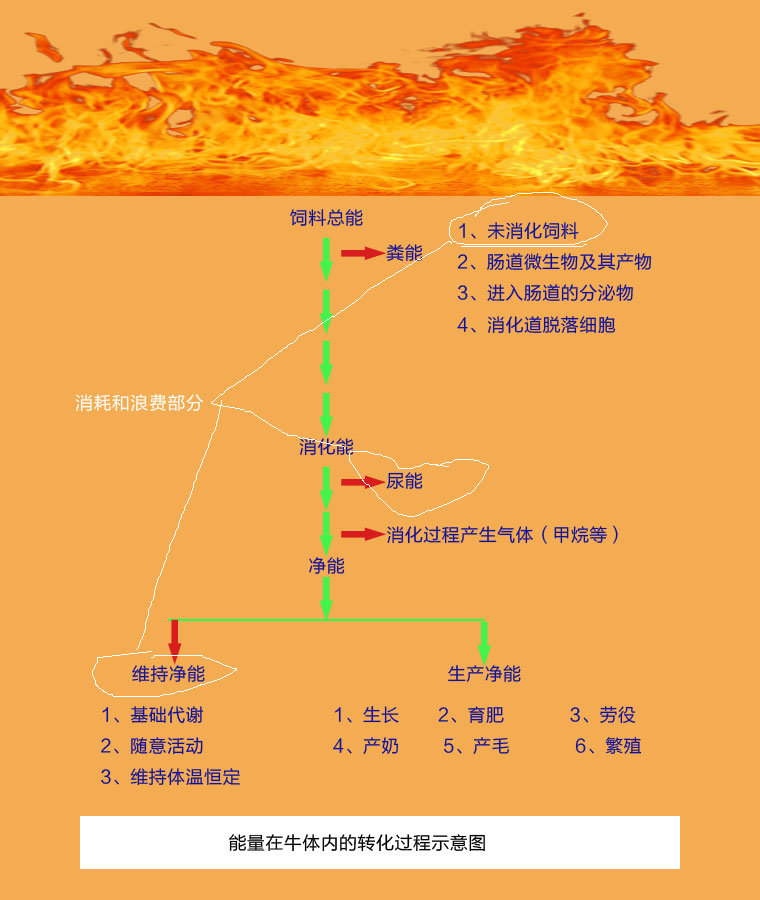 饲料成分中的能量在牛体内转化过程