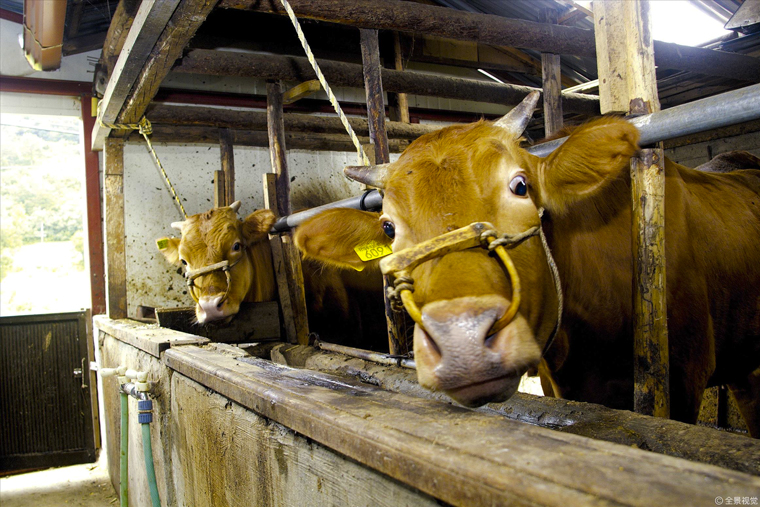 育肥牛,牛育肥,养牛效益