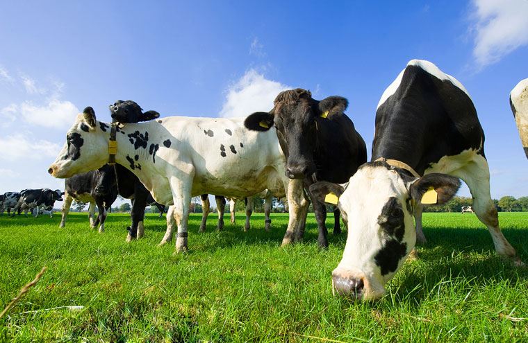 夏季养牛降温管理措施：降密度、通风喷水调营养