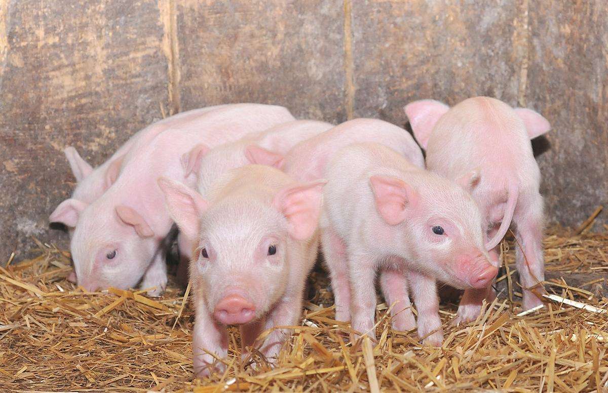 brown pig and piglets free image | Peakpx