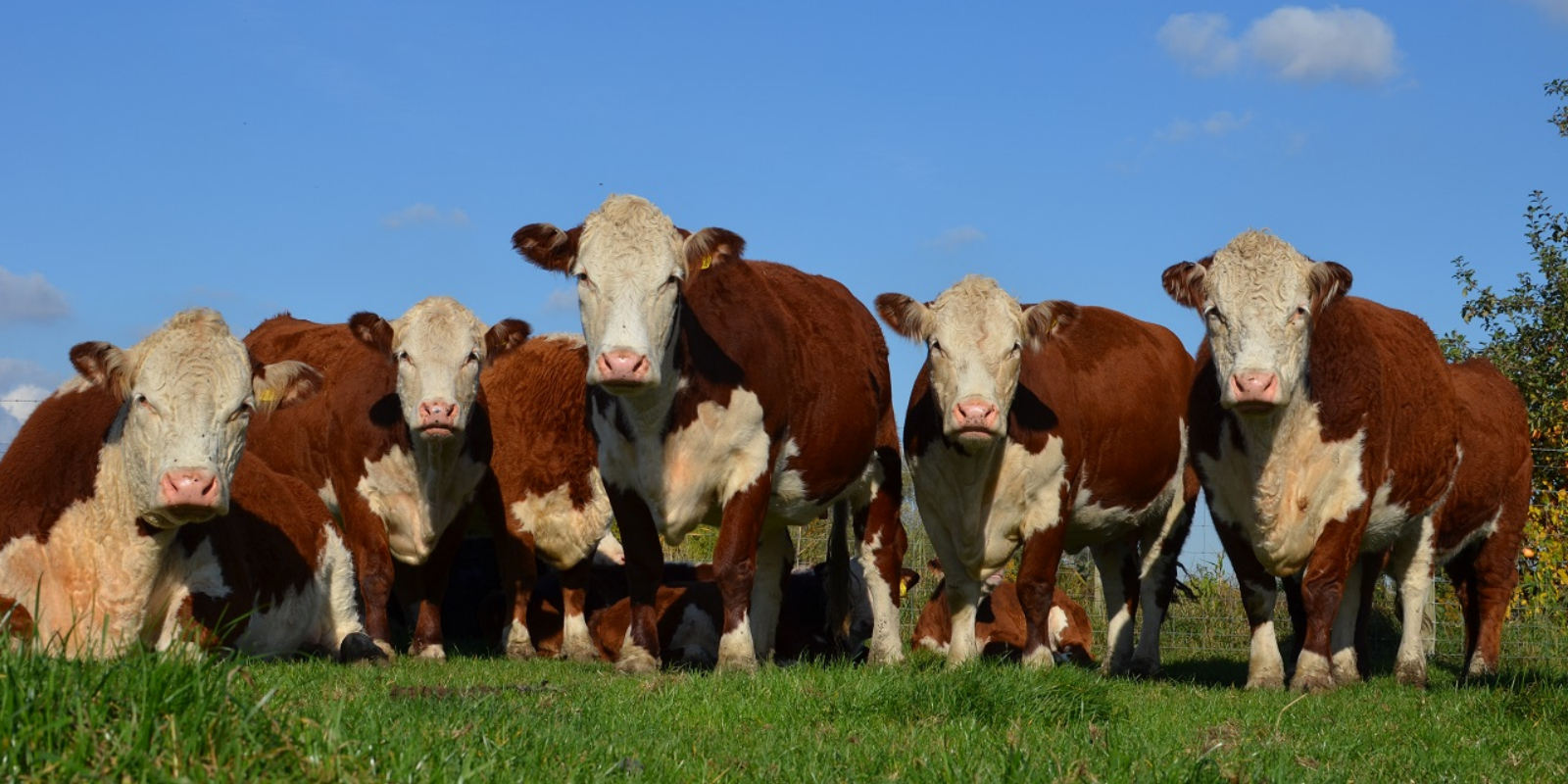 提高育肥牛饲料蛋白质利用的措施