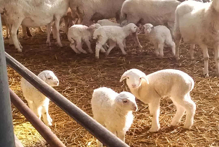 母羊管理,分娩,技术