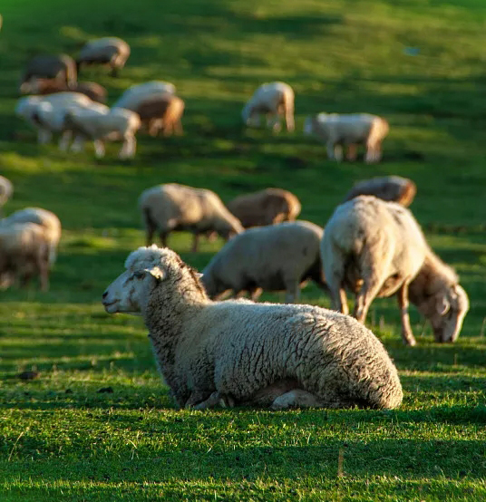 草地上休息的羊