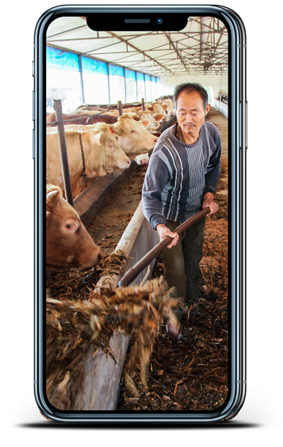 农户养牛利润