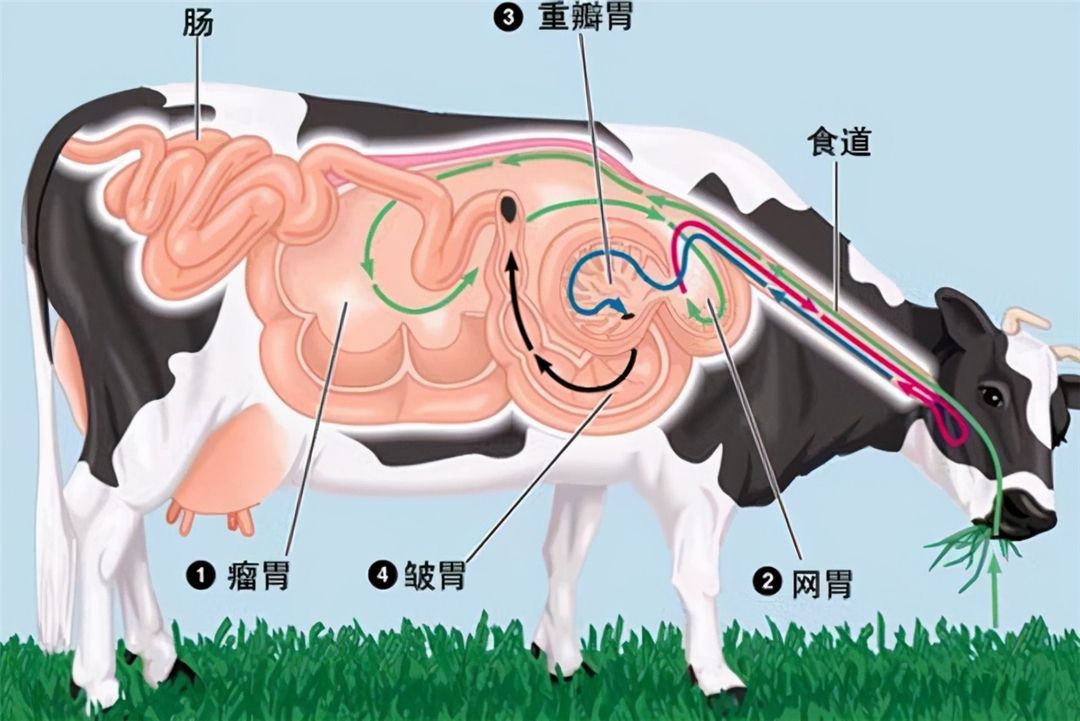 瘤胃结构