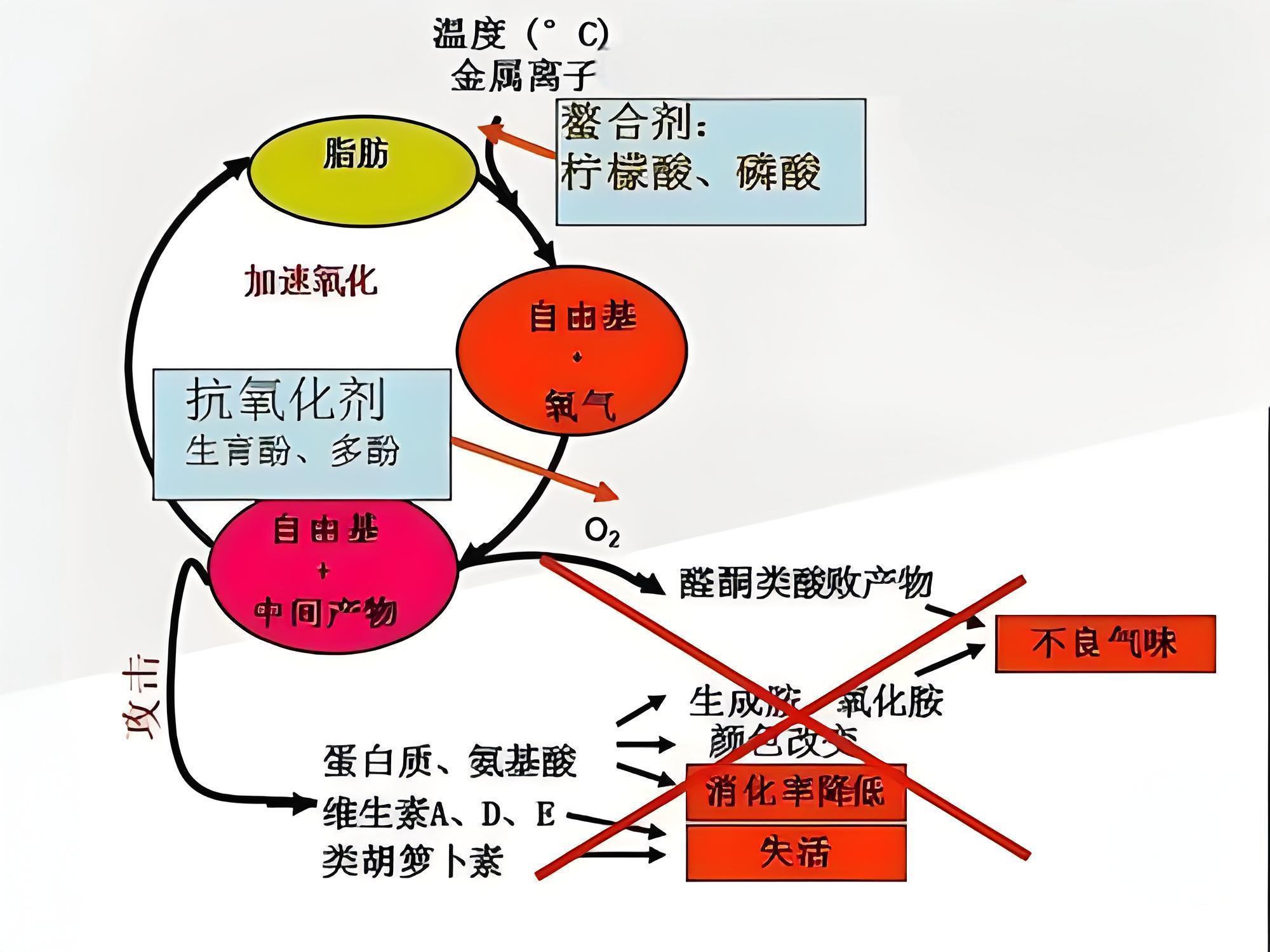 抗氧化作用机理