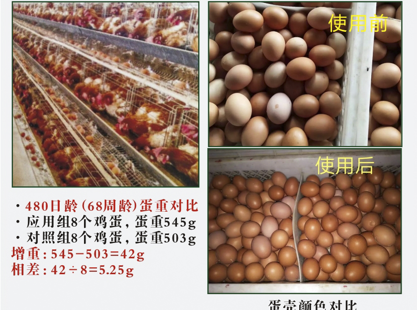 禽专用发酵中药饲料